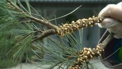 Лечим сосну. Фазенда. Фрагмент выпуска от 29.05.2016