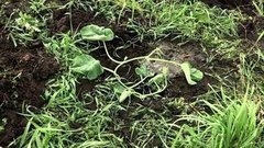 Сорняк пырей. Доброе утро. Фрагмент выпуска от 24.06.2016