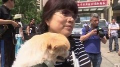 В мире. Против собачатины. Доброе утро. Фрагмент выпуска от 28.06.2016