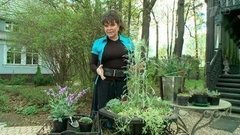 Сажаем лаванду и другие ксерофиты. Фазенда. Фрагмент выпуска от 10.07.2016