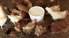 Автоматическая кормушка для кур.Доброе утро. Фрагмент выпуска от 19.08.2016
