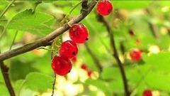 Как размножить смородину или крыжовник. Доброе утро. Фрагмент выпуска от 21.09.2016