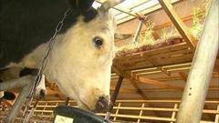 Счастливые коровы в помидорных зарослях. Доброе утро. Фрагмент выпуска от 07.10.2016