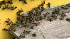 Пчелки, отбой! Доброе утро. Фрагмент выпуска от 10.10.2016