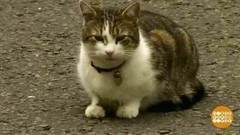 Котики года. Доброе утро. Фрагмент выпуска от 13.12.2016