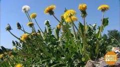 Одуванчики на обед. Доброе утро. Фрагмент выпуска от 20.04.2017