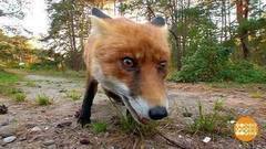 Бешенство. Поможет только прививка. Доброе утро. Фрагмент выпуска от 30.07.2017