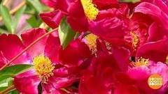 Один раз в год сады цветут. Доброе утро. Фрагмент выпуска от 30.07.2017