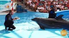 День рождения дельфина. Доброе утро. Фрагмент выпуска от 09.08.2017