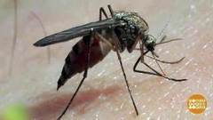 Средства от комаров. Доброе утро. Фрагмент выпуска от 11.08.2017