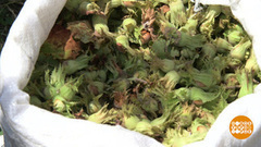 Орехов хватит на всех! Доброе утро. Фрагмент выпуска от 22.08.2017