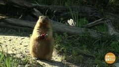 Зверят по осени считают. Доброе утро. Фрагмент выпуска от 29.08.2017