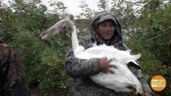 Новая жизнь астраханских стерхов. Доброе утро. Фрагмент выпуска от 26.10.2017