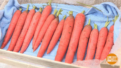 Как сохранить урожай морковки. Доброе утро. Фрагмент выпуска от 27.10.2017