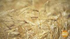 Большой урожай — большие заботы. Доброе утро. Фрагмент выпуска от 07.11.2017