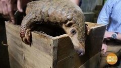 Арест контрабандиста. Доброе утро. Фрагмент выпуска от 07.02.2018