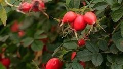 Неожиданный шиповник. Доброе утро. Фрагмент выпуска от 01.10.2015