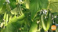 Якутские огурцы и лук из подземной теплицы. Доброе утро. Фрагмент выпуска от 21.03.2018