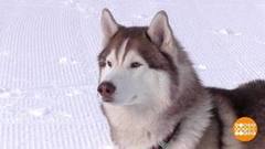 Хаски-вундеркинды. Доброе утро. Фрагмент выпуска от 26.03.2018