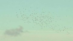 Летят перелетные птицы. Доброе утро. Фрагмент выпуска от 28.10.2015