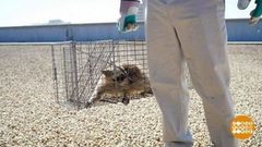 В мире. Спортивный енот. Доброе утро. Фрагмент выпуска от 06.07.2018