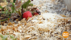 Уходите, муравьи! Доброе утро. Фрагмент выпуска от 16.07.2018