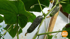 Огурцы тепличные: даешь урожай! Доброе утро. Фрагмент выпуска от 23.07.2018