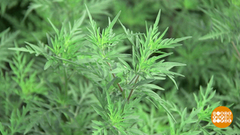 Осторожно, амброзия! Доброе утро. Фрагмент выпуска от 08.08.2018