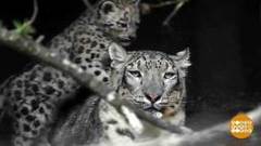 Улыбнитесь, ирбисы, вас снимают! Доброе утро. Фрагмент выпуска от 23.10.2018