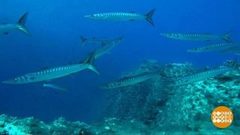 В мире. Семейство барракуд. Доброе утро. Фрагмент выпуска от 30.10.2018