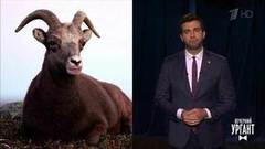 Об охоте на снежных баранов, обновленном плацкарте и акцизе на колбасу. Вечерний Ургант. Фрагмент выпуска от 19.11.2018