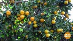 Больше мандаринов, хороших и вкусных! Доброе утро. Фрагмент выпуска от 05.12.2018