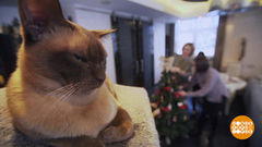 Котобезопасная елка. Доброе утро. Фрагмент выпуска от 25.12.2018