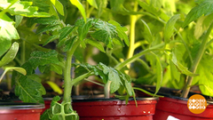 Рассада-2019: семена в «улитке» и прочие лайфхаки. Доброе утро. Фрагмент выпуска от 07.02.2019