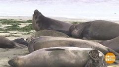 В мире. Нашествие «морских слонов». Доброе утро. Фрагмент выпуска от 27.02.2019