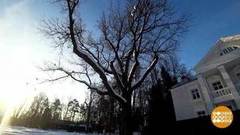 Наш дуб — самый-самый! Доброе утро. Фрагмент выпуска от 28.02.2019