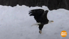 В мире. Спасли лысого орла. Доброе утро. Фрагмент выпуска от 04.03.2019