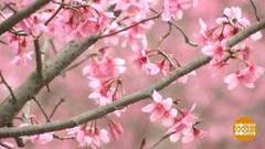 В мире. Цветение вишни. Доброе утро. Фрагмент выпуска от 07.03.2019