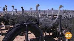 В мире. Страусиное царство. Доброе утро. Фрагмент выпуска от 26.03.2019