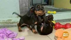 В мире. Контрабанда щенков. Доброе утро. Фрагмент выпуска от 05.04.2019