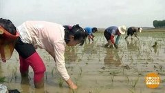 В мире. Посадки риса. Доброе утро. Фрагмент выпуска от 07.06.2019