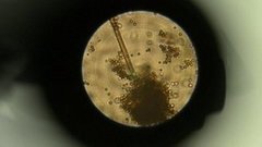 Они едят пластмассу! Доброе утро. Фрагмент выпуска от 04.12.2015