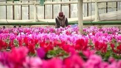 Детский сад для комнатных растений