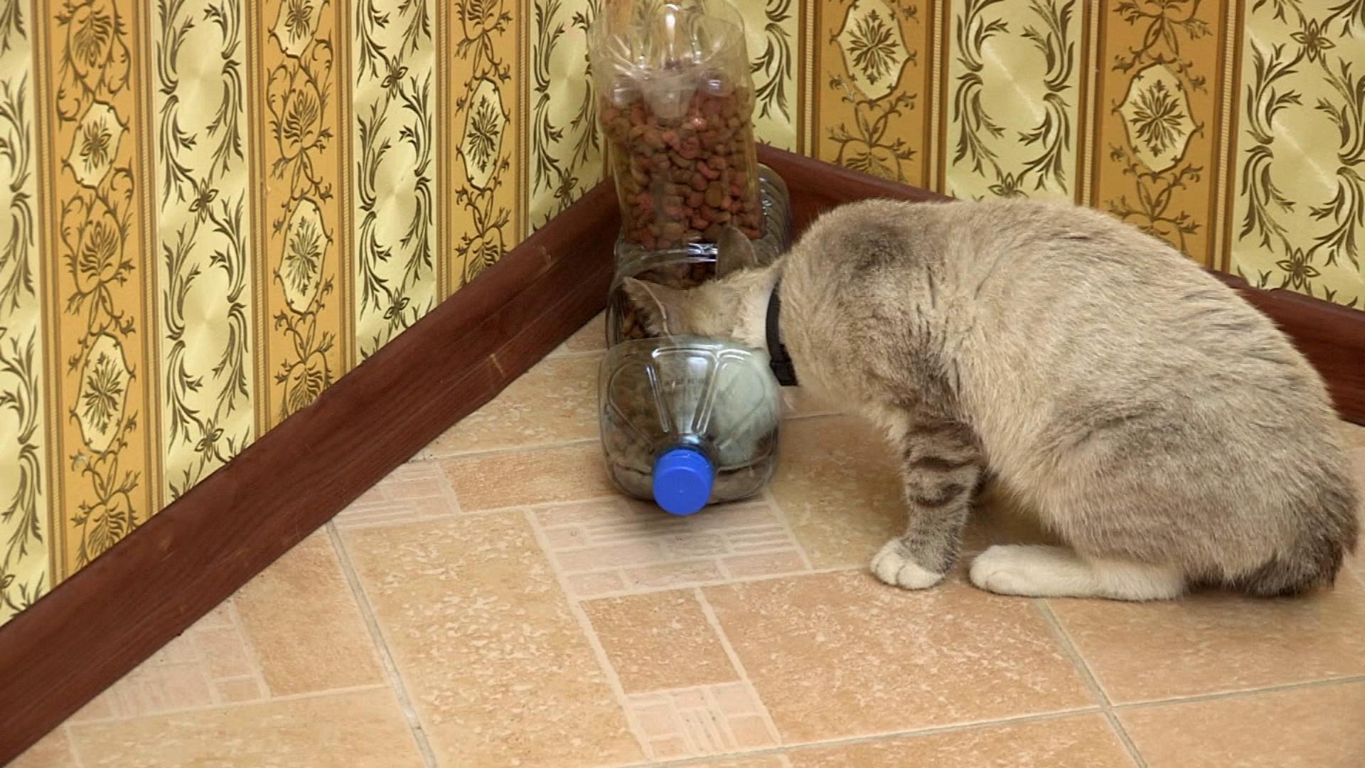 Как сделать для кота кормушку Как сделать для кота кормушку