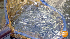 Выпускаем мальков. Доброе утро. Фрагмент выпуска от 27.05.2019