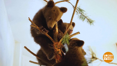 В мире. Спасли трех медвежат. Доброе утро. Фрагмент выпуска от 31.05.2019