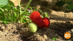 Спасаем клубнику. Доброе утро. Фрагмент выпуска от 31.05.2019