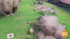 В мире. Львиное приволье. Доброе утро. Фрагмент выпуска от 03.06.2019