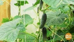 Теплично-огуречные секреты. Доброе утро. Фрагмент выпуска от 14.06.2019