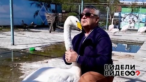 Лебединая дружба. Видели видео? Фрагмент выпуска от 16.06.2019